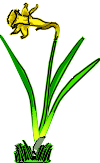 daffodil.gif (6011 bytes)