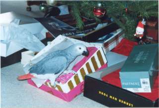 Xena - NCBC Bird of the Month - May 1999