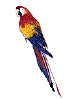 macaw.gif (4704 bytes)